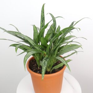 نبتة اجلونيما سلفر لانس