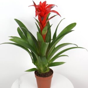 نبتة جوزمانيا