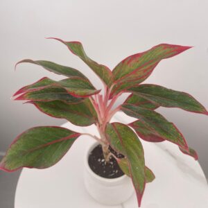 نبتة اجلونيما حمراء مبرقشة باصيص سيراميك