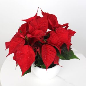 نبتة بنت القنصل بأصيص سيراميك أبيض