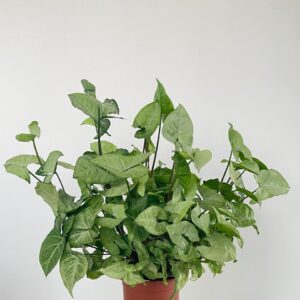 نبتة سنجونيوم علاقي