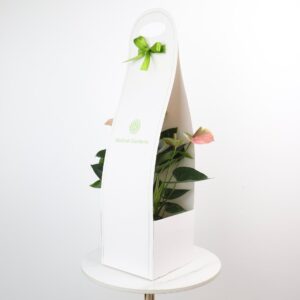 هولدر هدايا للنباتات أبيض