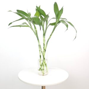 فازة بامبو بزينة حجرية