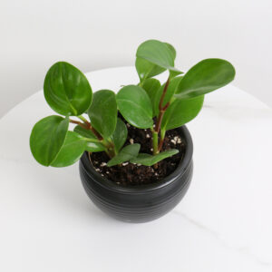 نبتة ببروميا باصيص سيراميك اسود