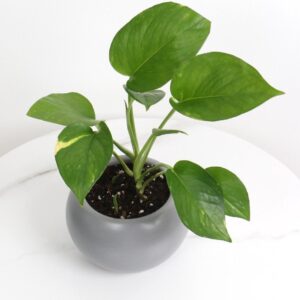 نبتة بوتس باصيص سيراميك رمادي