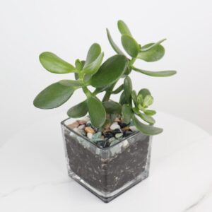 نبتة كراسولا باصيص زجاجي مربع