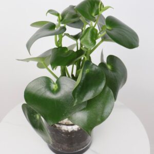 نبتة ببروميا قطرة المطر باصيص زجاجي