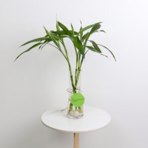 فازة بامبو ببطاقة تهنئة