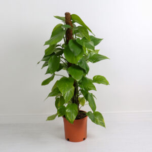 نبتة بوتس متسلق باوراق كبيرة