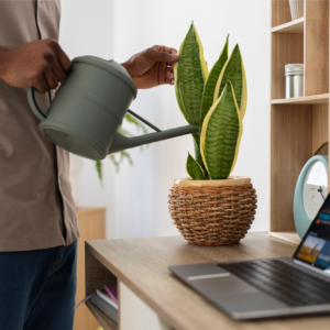 رجل يسقي نبات جلد النمر (دراسينا تريفاسياتا) في أصيص من الخوص على مكتب بجانب كمبيوتر محمول وساعة.