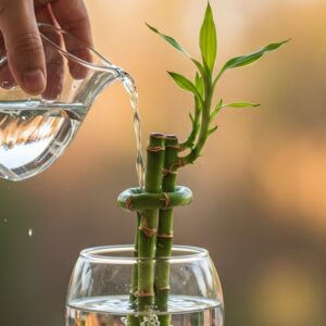 يد تسقي نبتة بامبو، والنبتة مزروعة في أصيص زجاجي مائي