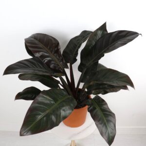 نبتة فيلودندرون امبريال – أحمر اللون