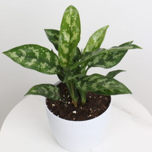 نبتة اجلونيما ماريا بحوض بلاستيك ابيض