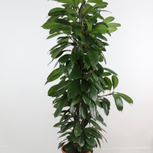 نبتة فيكس كاستفيولا