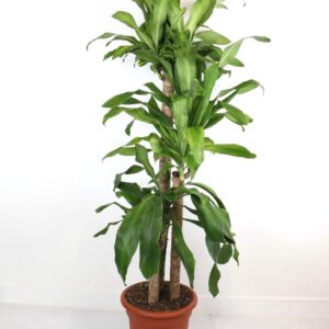 نبتة دراسينا ماسنجانا 3 سيقان – وسط