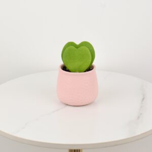 صبار هويا الحب باصيص سيراميك وردي