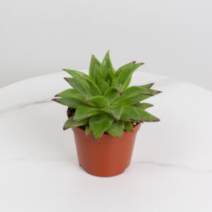 نبتة ايشفيريا صغيرة