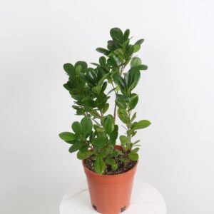 نبتة فيكس باندا – صغير