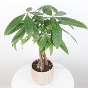 نبتة باشيرا مجدولة بحوض فايبر