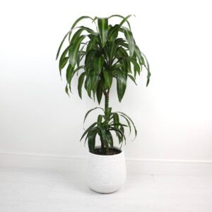 نبتة دراسينا هاواي صن شاين بحوض فايبر 