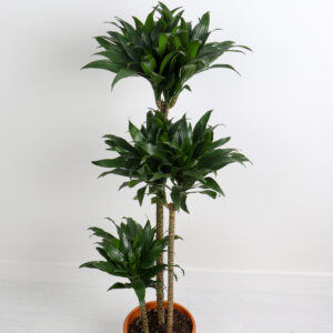 نبتة دراسينا كومباكتا 3 سيقان – كبير