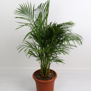 نبتة الأريكا – حجم كبير