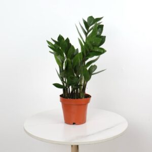 نبتة زاميا – صغير