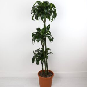 نبتة دراسينا دورادو – كبير