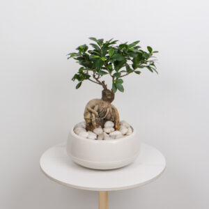 نبتة بونساي بحوض أبيض أنيق