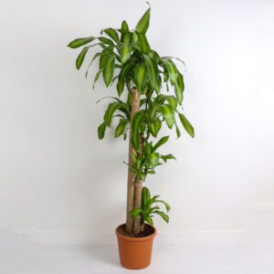 نبتة دراسينا ماسنجانا 4 سيقان