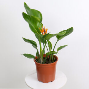 نبتة عصفور الجنة – حجم صغير 