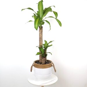 نبتة دراسينا ماسنجانا 3 سيقان بحوض سيراميك