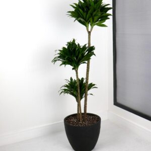 نبتة دراسينا كومباكتا بحوض فايبر – حجم كبير