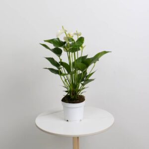 نبتة الأنثوريوم البيضاء