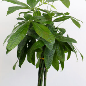 نبتة باشيرا مجدولة -حجم وسط