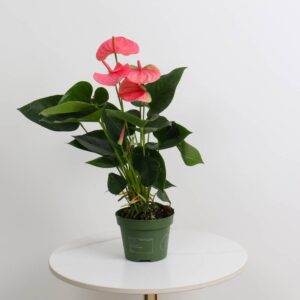 نبتة الأنثوريوم الوردية