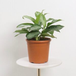 نبتة اجلونيما سلفر باي – كبير