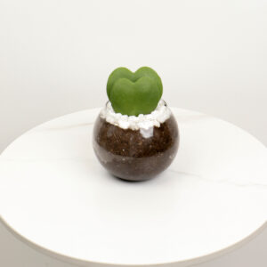 صبار هويا الحب باصيص زجاجي