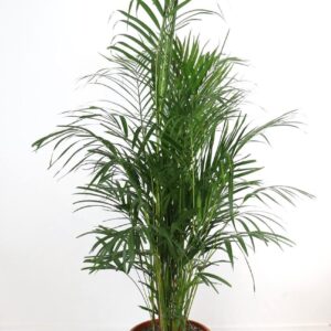 نبتة الأريكا – الحجم الكبير جدا 