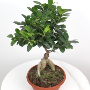 فيكس مايكروكاربا بونساي – صغير