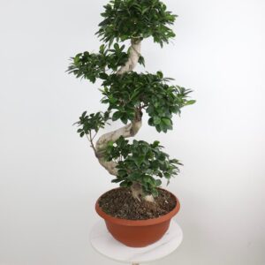 فيكس مايكروكاربا بونساي