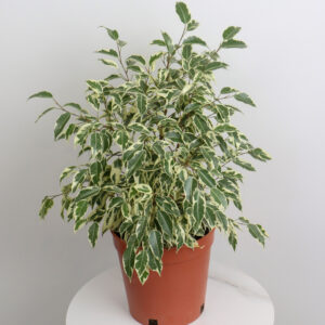 نبتة فيكس بنجامينا مبرقشة – صغير