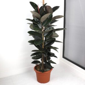 نبتة فيكس مطاط أحمر (روبيستا)