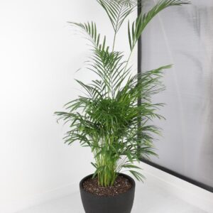 نبتة الاريكا بحوض فايبر