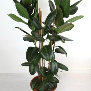 نبتة فيكس مطاط اخضر ( روبيستا )