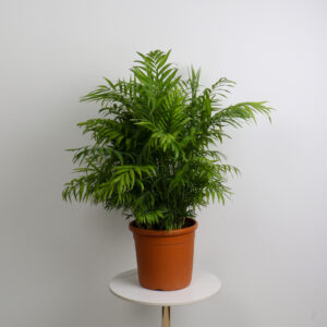 نبتة شاميدوريا كبيرة