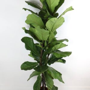 نبتة فيكس ليراتا 3 سيقان