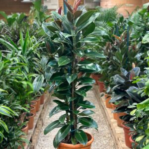 نبتة فيكس مطاط ميلاني