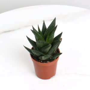 حوراء القصر