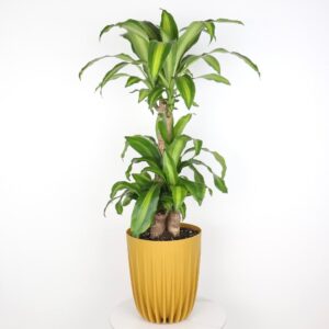 نبتة دراسينا ماسنجانا 3سيقان بحوض بلاستيك ذهبي